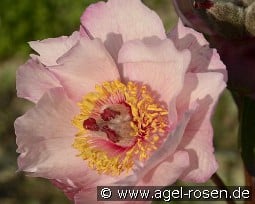 Dearest kaufen, clicken für mehr Details Dearest