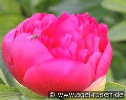 Diana Parks kaufen, clicken für mehr Details Diana Parks