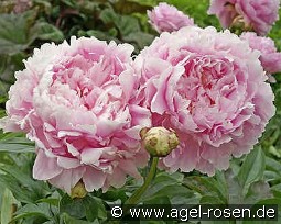 Dinner Plate kaufen, clicken für mehr Details Dinner Plate