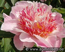 Do Tell kaufen, clicken für mehr Details Do Tell