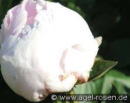 Dolorodell kaufen, clicken für mehr Details Dolorodell