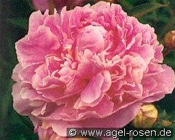 Dr. Alexander Fleming kaufen, clicken für mehr Details Dr. Alexander Fleming