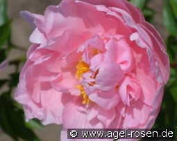 Dreamtime kaufen, clicken für mehr Details Dreamtime