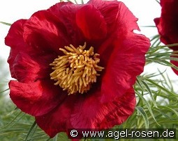 Early Bird kaufen, clicken für mehr Details Early Bird