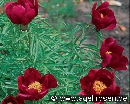 Early Scout kaufen, clicken für mehr Details Early Scout