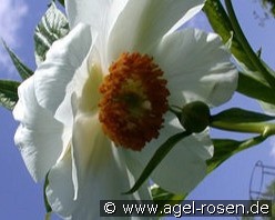 Early Windflower kaufen, clicken für mehr Details Early Windflower