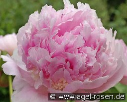 Edens Perfume kaufen, clicken für mehr Details Edens Perfume