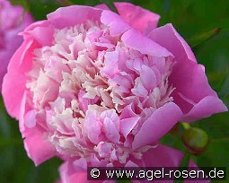 Edulis Superba kaufen, clicken für mehr Details Edulis Superba