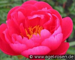 Ellen Cowley kaufen, clicken für mehr Details Ellen Cowley