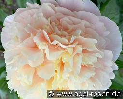 Elsa von Brabant kaufen, clicken für mehr Details Elsa von Brabant