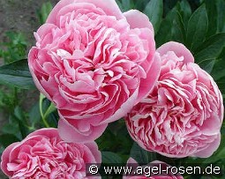 Etched Salmon kaufen, clicken für mehr Details Etched Salmon