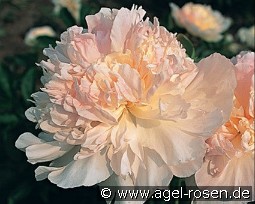 Fairy's Petticoat kaufen, clicken für mehr Details Fairy's Petticoat