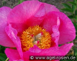 Firelight kaufen, clicken für mehr Details Firelight