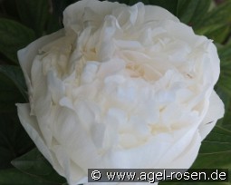 Florence Nicholls kaufen, clicken für mehr Details Florence Nicholls