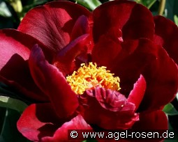 Friesenblut kaufen, clicken für mehr Details Friesenblut