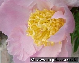 Garden Lace kaufen, clicken für mehr Details Garden Lace