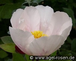 Garden Peace kaufen, clicken für mehr Details Garden Peace