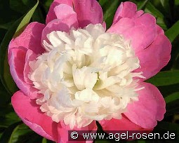 Gay Paree kaufen, clicken für mehr Details Gay Paree