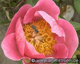 Gedenken kaufen, clicken für mehr Details Gedenken