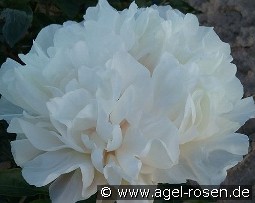 Greenland kaufen, clicken für mehr Details Greenland