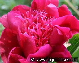 Hari Ai Nin kaufen, clicken für mehr Details Hari Ai Nin