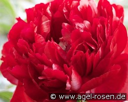 Henry Bockstoce kaufen, clicken für mehr Details Henry Bockstoce