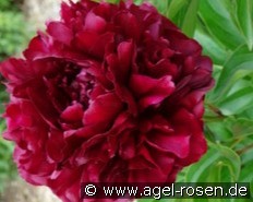 Highlight kaufen, clicken für mehr Details Highlight