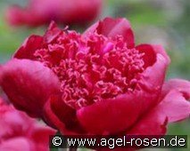 Hot Chocolate kaufen, clicken für mehr Details Hot Chocolate