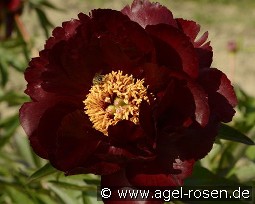 Illini Belle kaufen, clicken für mehr Details Illini Belle