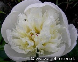 Immaculée kaufen, clicken für mehr Details Immaculée