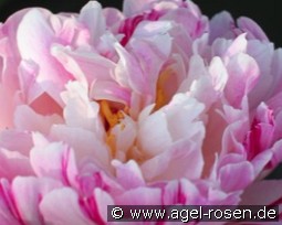 Independence day kaufen, clicken für mehr Details Independence day