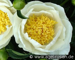 Jan van Leeuwen kaufen, clicken für mehr Details Jan van Leeuwen