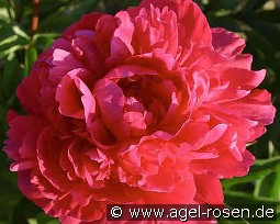 Kansas kaufen, clicken für mehr Details Kansas