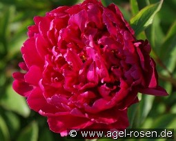 Karl Rosenfield kaufen, clicken für mehr Details Karl Rosenfield