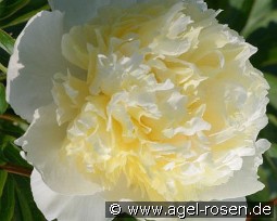 Laura Dessert kaufen, clicken für mehr Details Laura Dessert