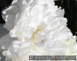 Le Cygne kaufen, clicken für mehr Details Le Cygne