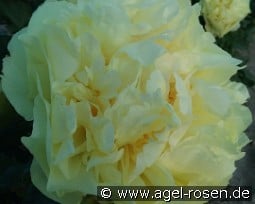 Lemon Chiffon kaufen, clicken für mehr Details Lemon Chiffon