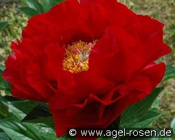 Mackinac Grand kaufen, clicken für mehr Details Mackinac Grand