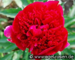 Many Happy Returns kaufen, clicken für mehr Details Many Happy Returns