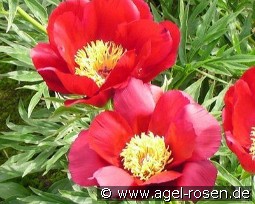 Merry Mayshine kaufen, clicken für mehr Details Merry Mayshine