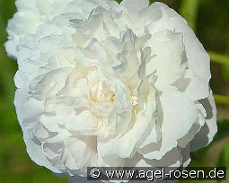 Mother´s Choice kaufen, clicken für mehr Details Mother´s Choice