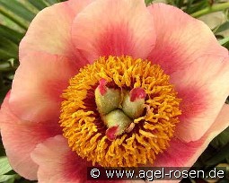 Nancy kaufen, clicken für mehr Details Nancy