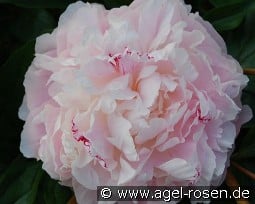 Norma Volz kaufen, clicken für mehr Details Norma Volz