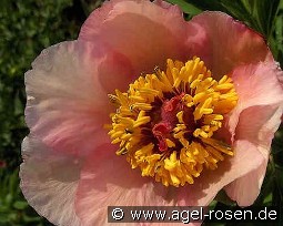 Nosegay kaufen, clicken für mehr Details Nosegay