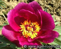 Paeonia off, ssp. humilis