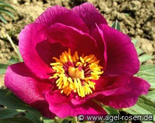 Paeonia off, ssp. humilis