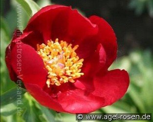 Paeonia peregrina