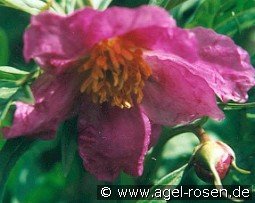 Paeonia veitchii