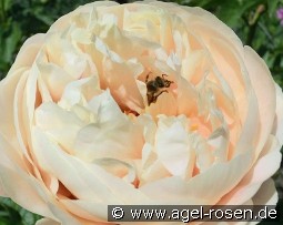 Pastelegance kaufen, clicken für mehr Details Pastelegance