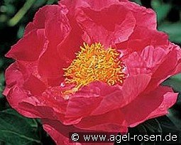 Paula Fay kaufen, clicken für mehr Details Paula Fay